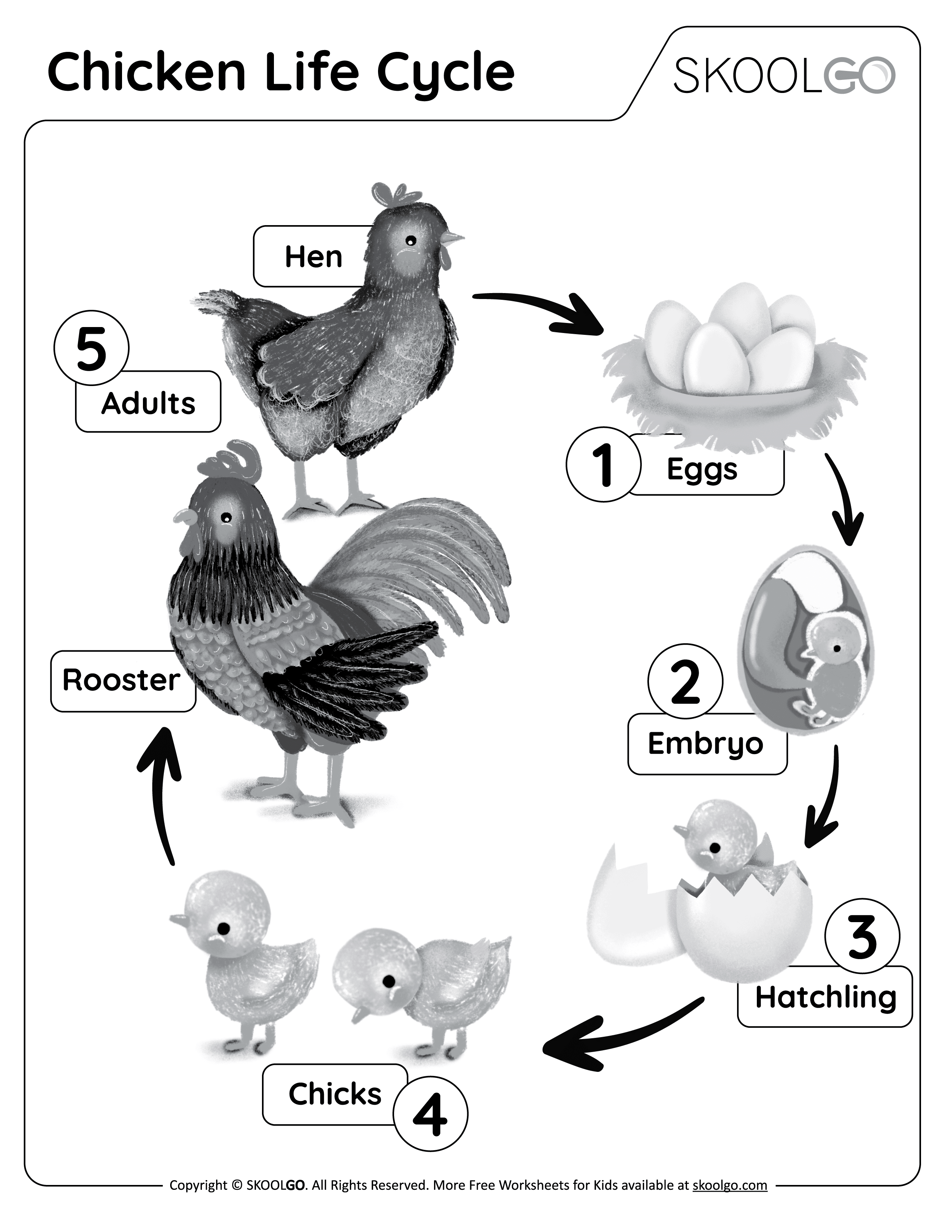 Chicken Life Cycle Free Worksheet SKOOLGO