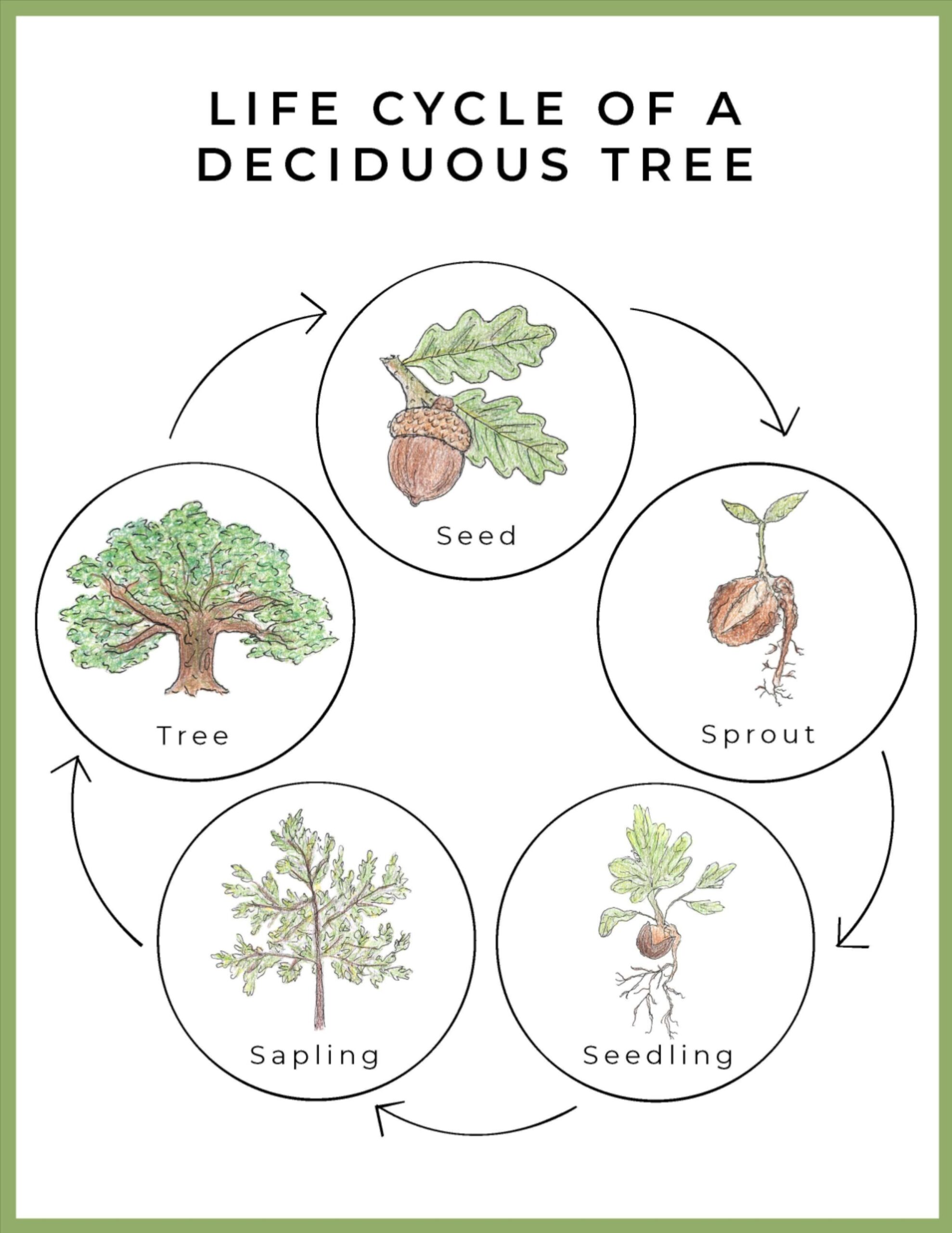 FREE Printable Life Cycle Of A Deciduous Tree Life Cycles Preschool Tree Life Cycle Forest School Activities