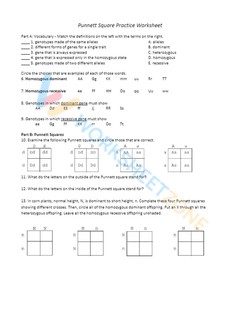 Free Punnett Square Practice Worksheet Collection