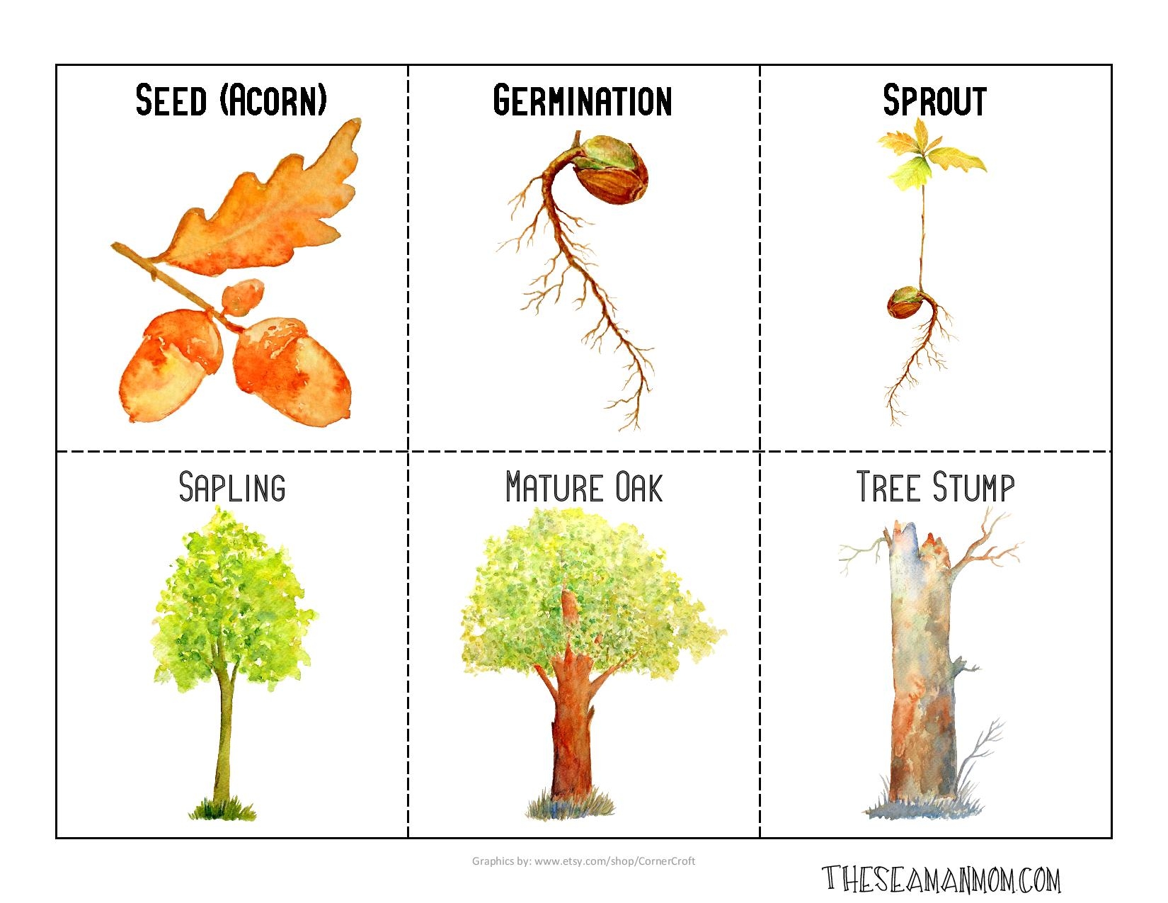 Printable Life Cycle Of A Tree