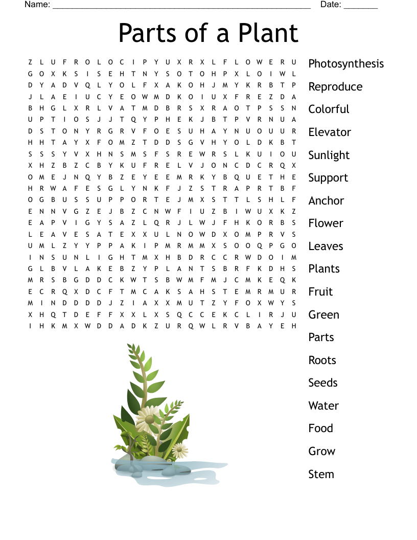 Parts Of A Plant Word Search WordMint