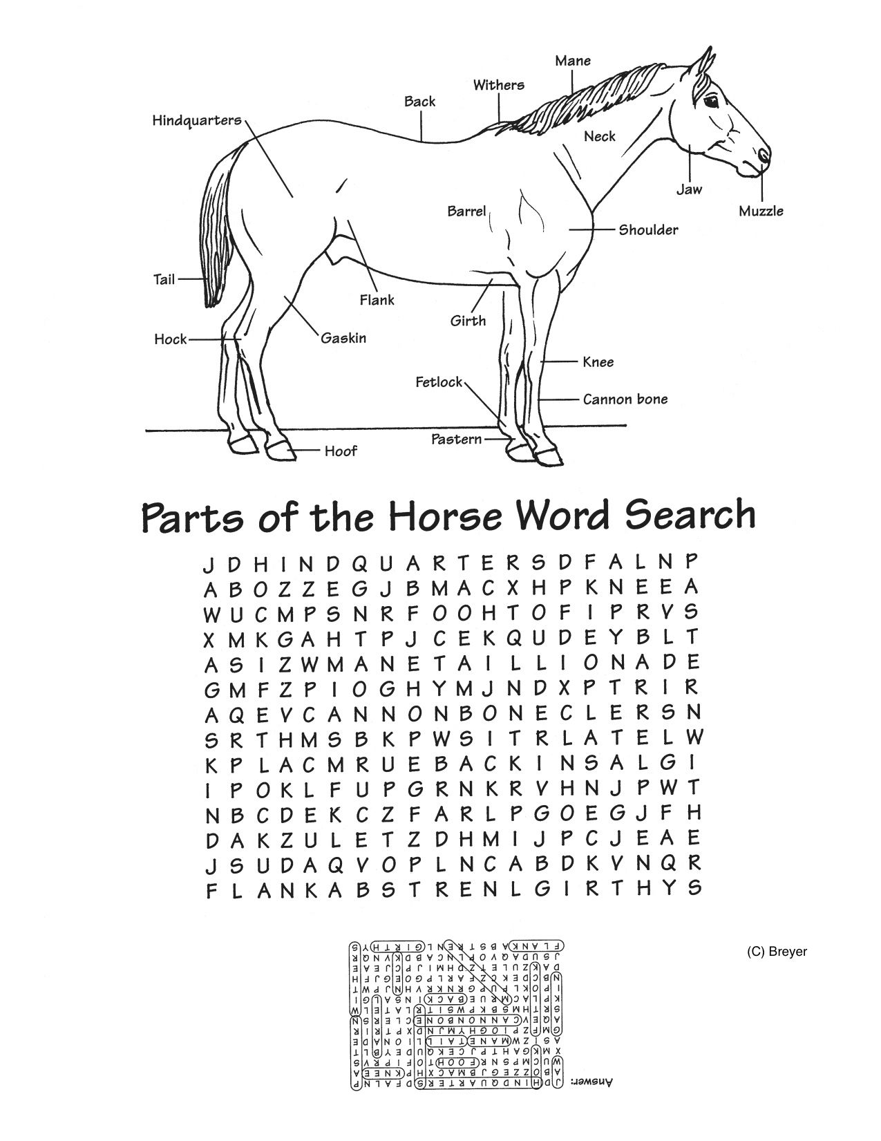Parts Of The Horse Worksheet And Word Search Fun Activities For Kids