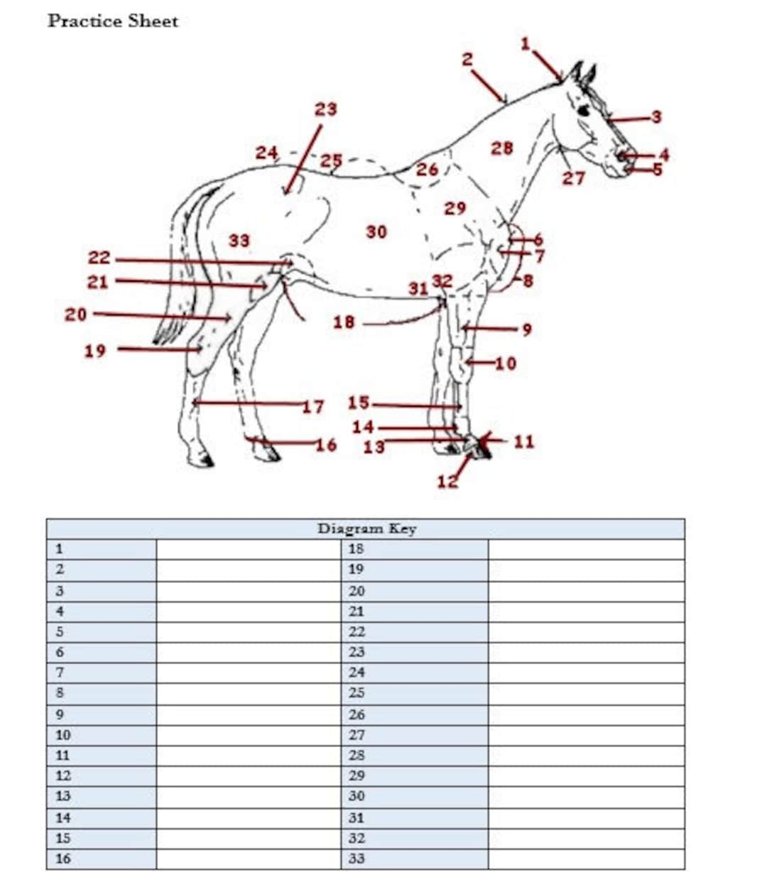 PRINTABLE Horse External Anatomy Worksheet Etsy