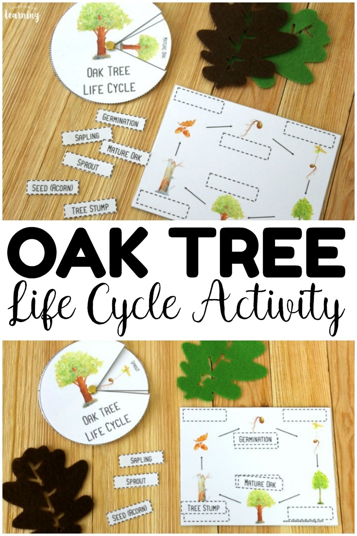 Printable Oak Tree Life Cycle Activity Look We re Learning 
