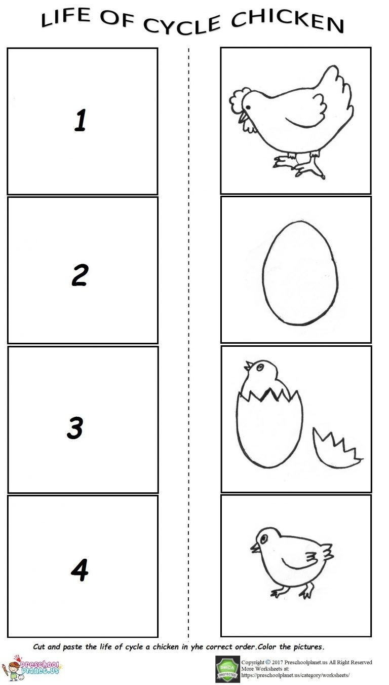 The Life Cycle Of A Chicken Worksheet Life Cycles Life Cycles Kindergarten Animal Life Cycles