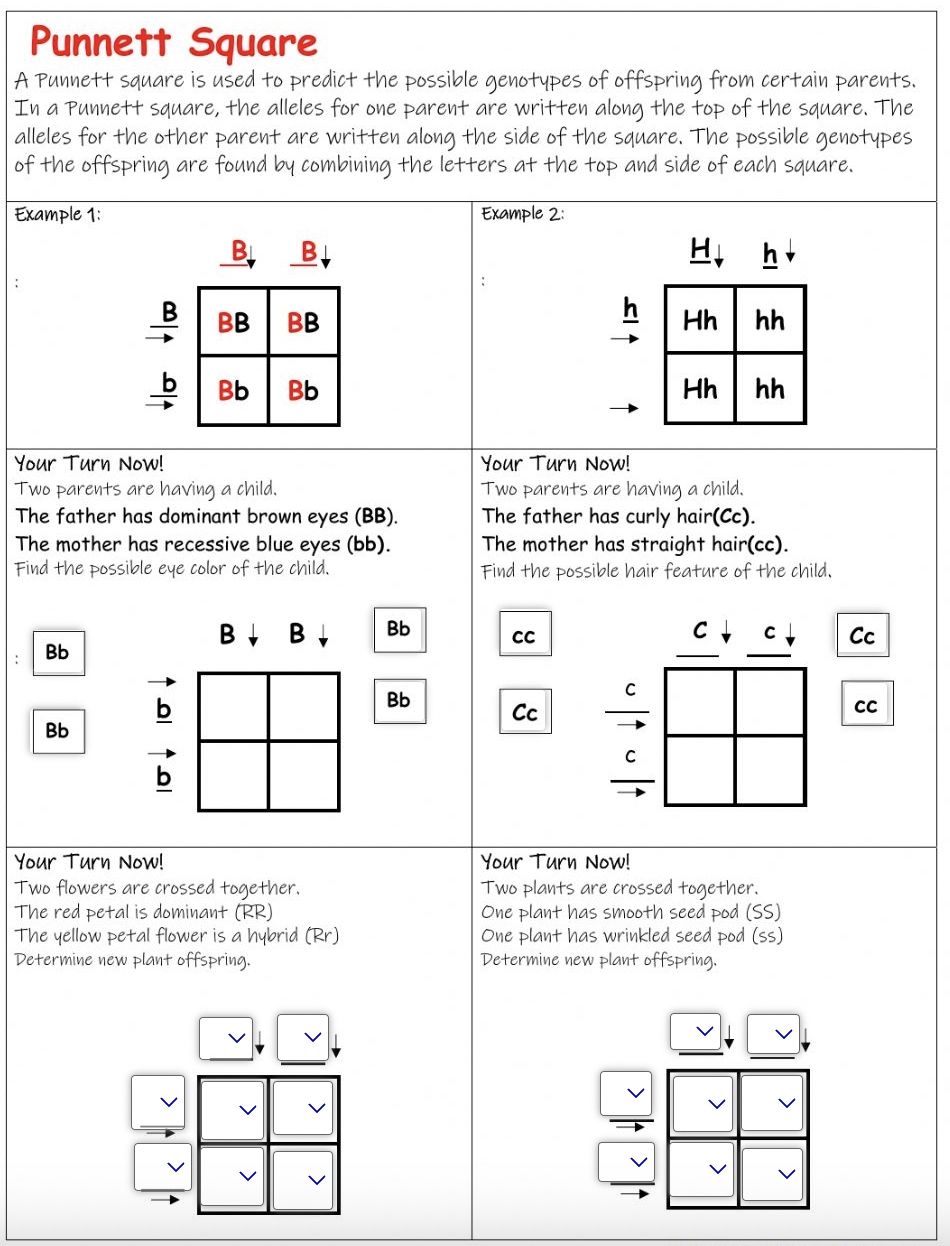 9 Hands On Worksheet Punnett Square Worksheet The Teach Simple Blog