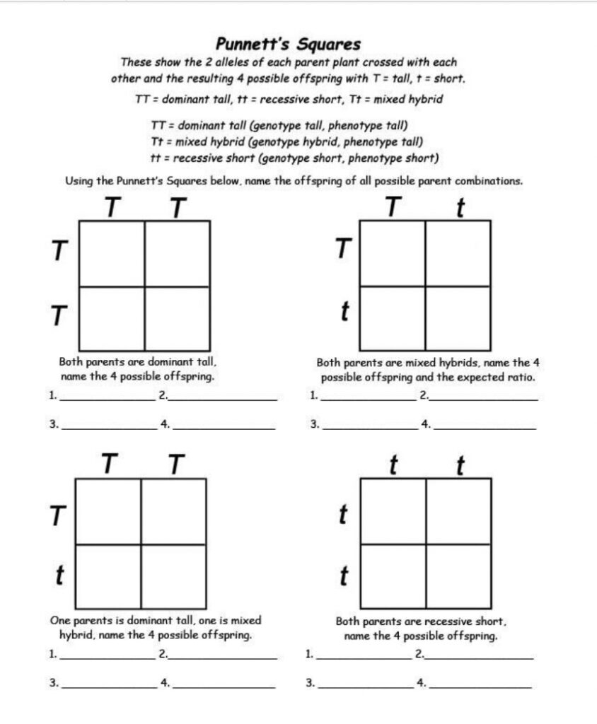 9 Hands On Worksheet Punnett Square Worksheet The Teach Simple Blog
