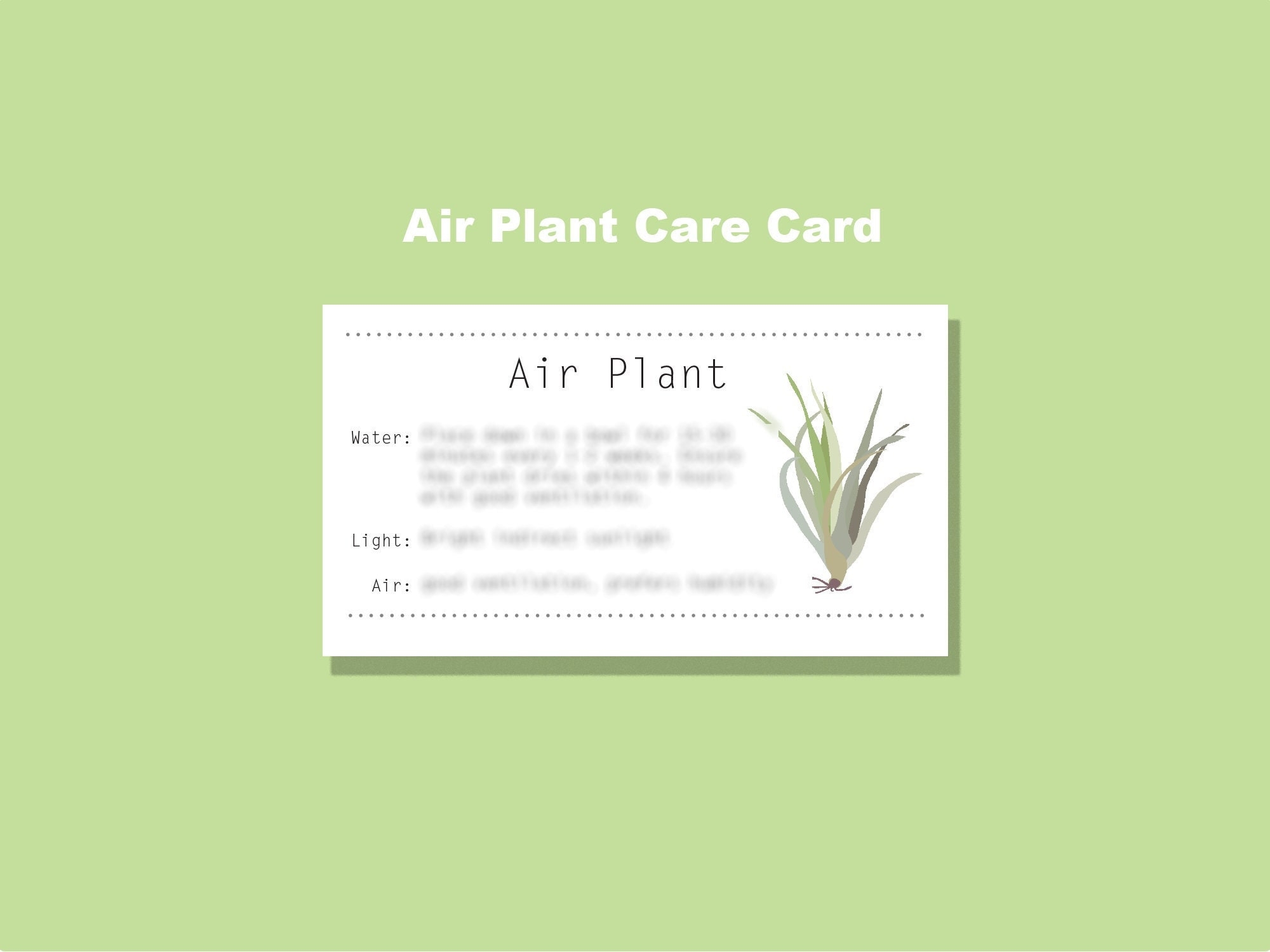Air Plant Care Card Digital Download Infographic Printable Etsy Sweden