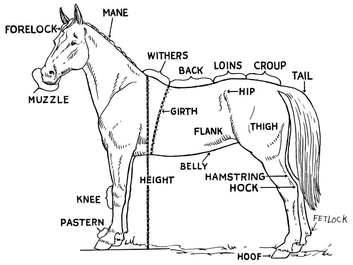 Free Arabian Horse Clipart 1 Page Of Public Domain Clip Art Horse Anatomy Horse Pictures To Print Horse Coloring Pages