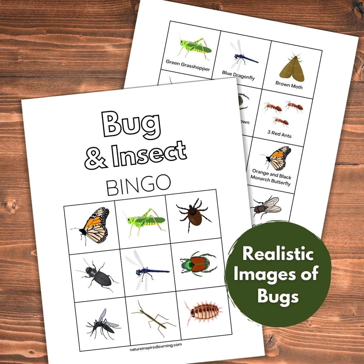 Free Bug And Insect Bingo Nature Inspired Learning