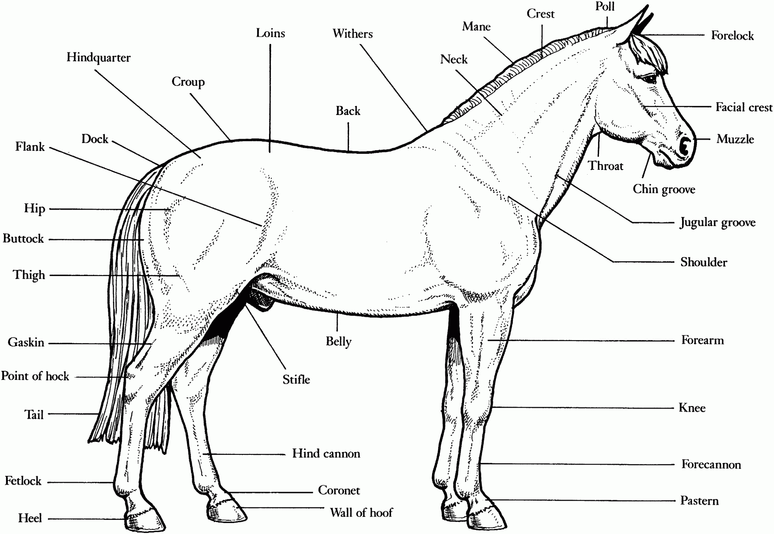 Free Horse Unit Study Resources Horse Anatomy Horses Percheron Horses