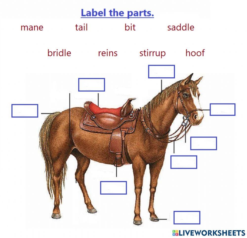 Printable Parts Of A Horse