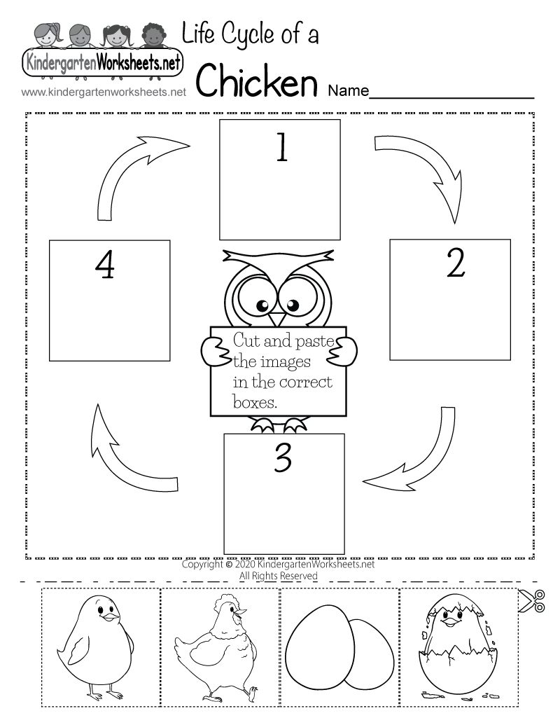 Life Cycle Of A Chicken Printable