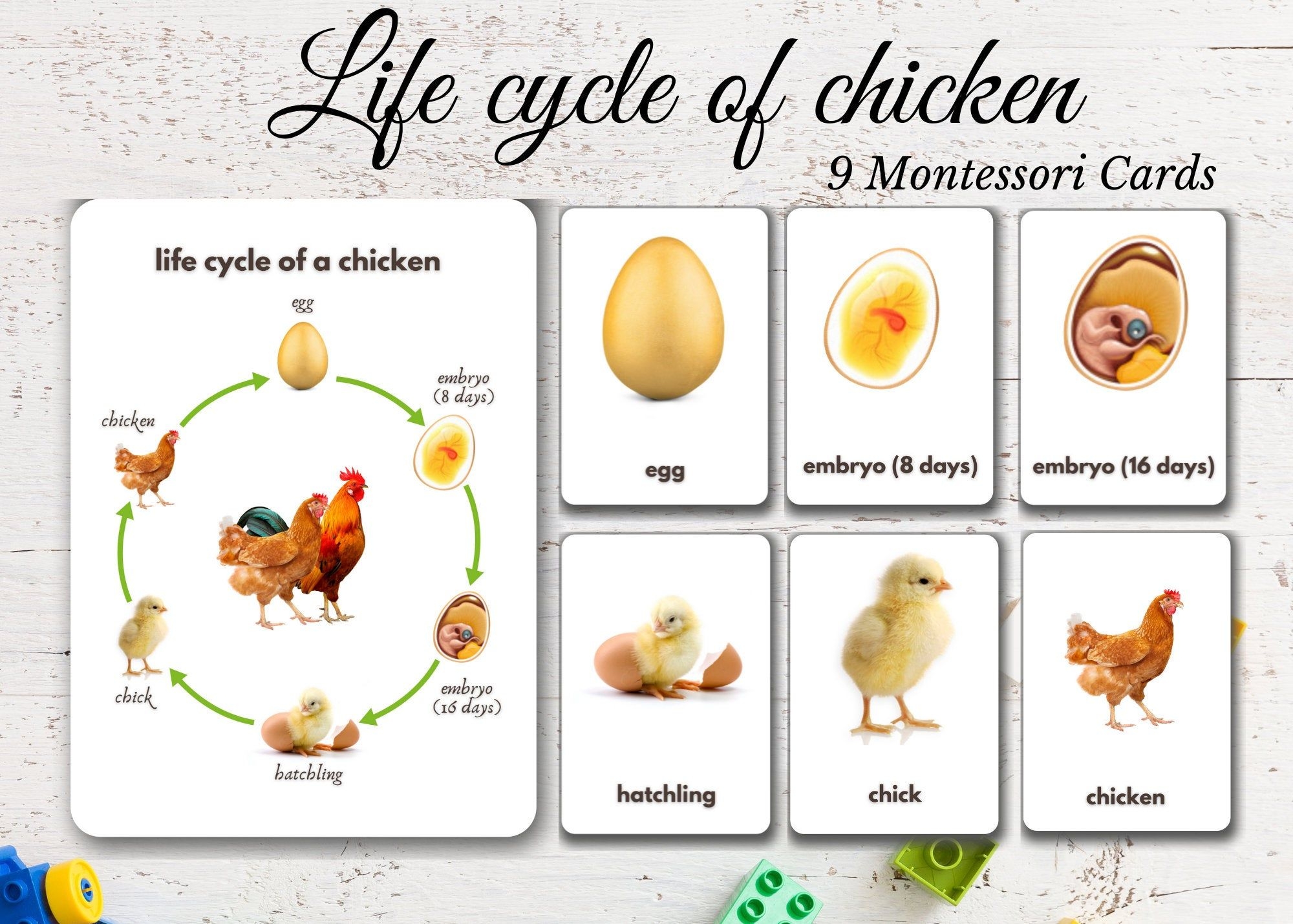 Life Cycle Of Chicken Real Pictures 9 Printable Montessori Cards Editable Nomenclature Cards Preschool Toys H Life Cycles Chicken Life Cycle Chicken Life