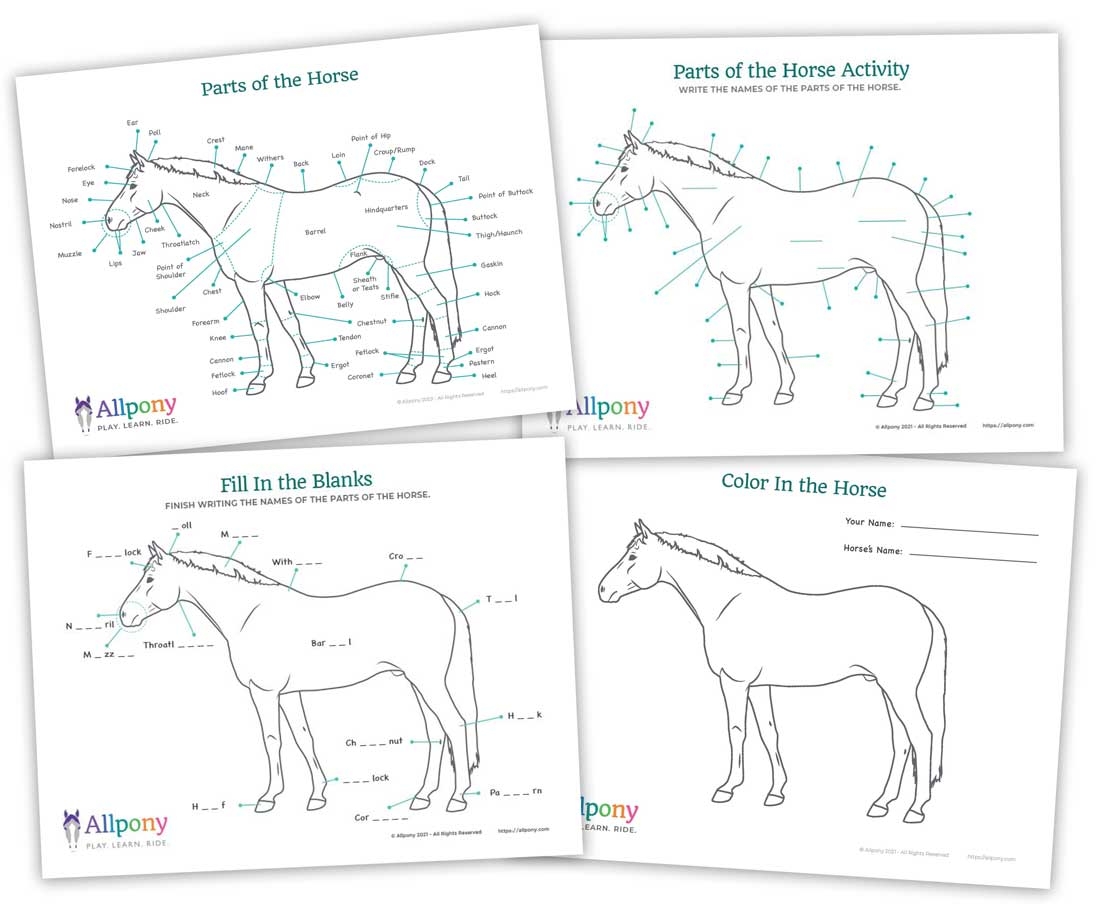Parts Of The Horse Worksheet Downloadable Activity PDF Allpony
