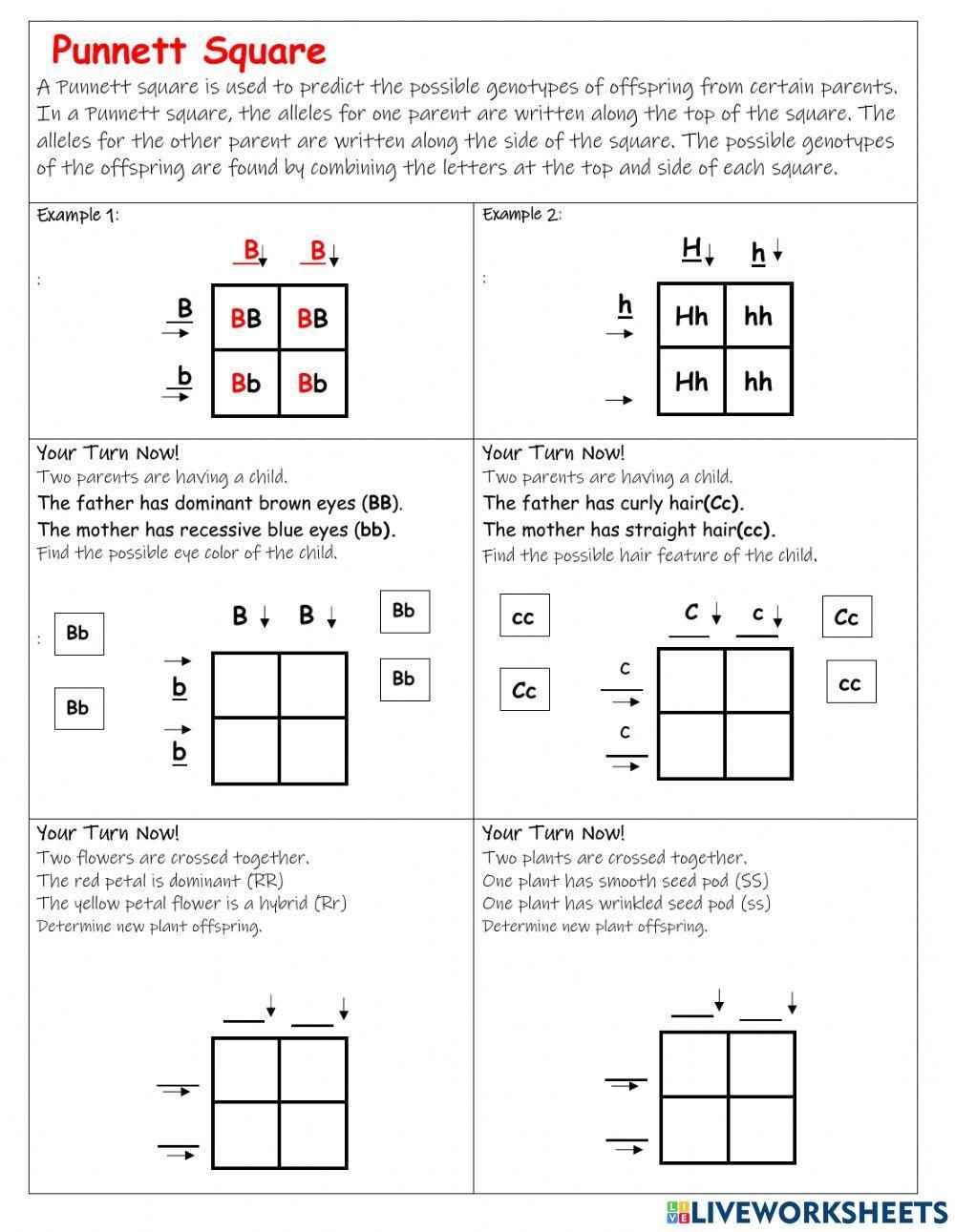 Punnett Square Activity Worksheets Gene Sorting And Expression Worksheets Library